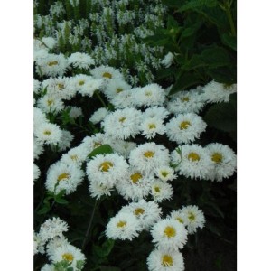 złocień ogrodowy (Leucanthemum maximum) Ooh La Laspider- Świat bylin - sklep internetowy