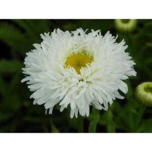 złocień ogrodowy (Leucanthemum maximum) Ooh La Laspider- Świat bylin - sklep internetowy