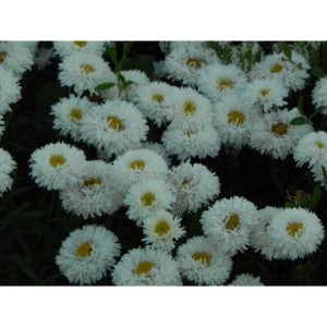 złocień ogrodowy (Leucanthemum maximum) Ooh La Laspider- Świat bylin - sklep internetowy