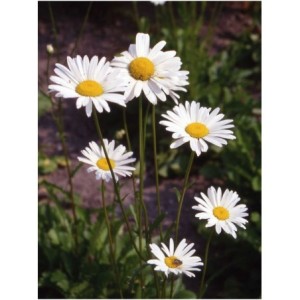 złocień właściwy (Leucanthemum vulgare) May Queen- Świat bylin - sklep internetowy