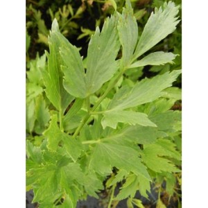 lubczyk ogrodowy (Levisticum officinale) - Świat bylin - sklep internetowy
