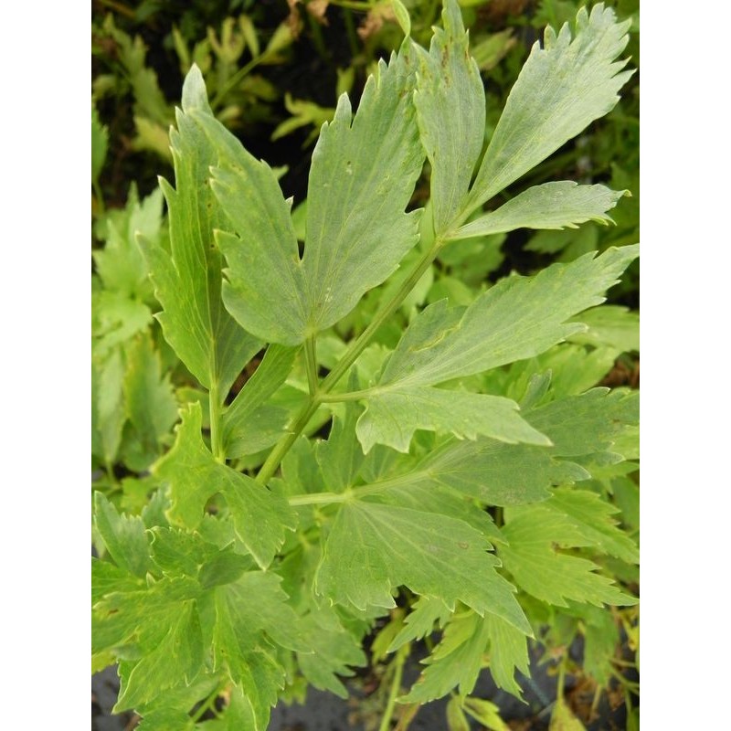 lubczyk ogrodowy (Levisticum officinale) - Świat bylin - sklep internetowy