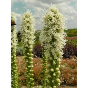liatra kłosowa (Liatris spicata) Floristan White- Świat bylin - sklep internetowy
