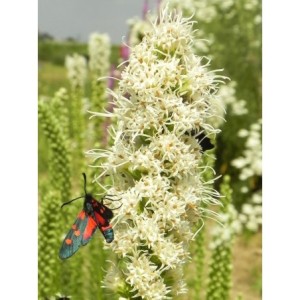 liatra kłosowa (Liatris spicata) Floristan White- Świat bylin - sklep internetowy