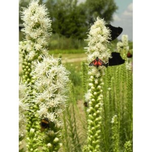 liatra kłosowa (Liatris spicata) Floristan White- Świat bylin - sklep internetowy