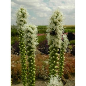 liatra kłosowa (Liatris spicata) Floristan White- Świat bylin - sklep internetowy