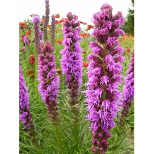 liatra kłosowa (Liatris spicata) Floristan® Violet- Świat bylin - sklep internetowy
