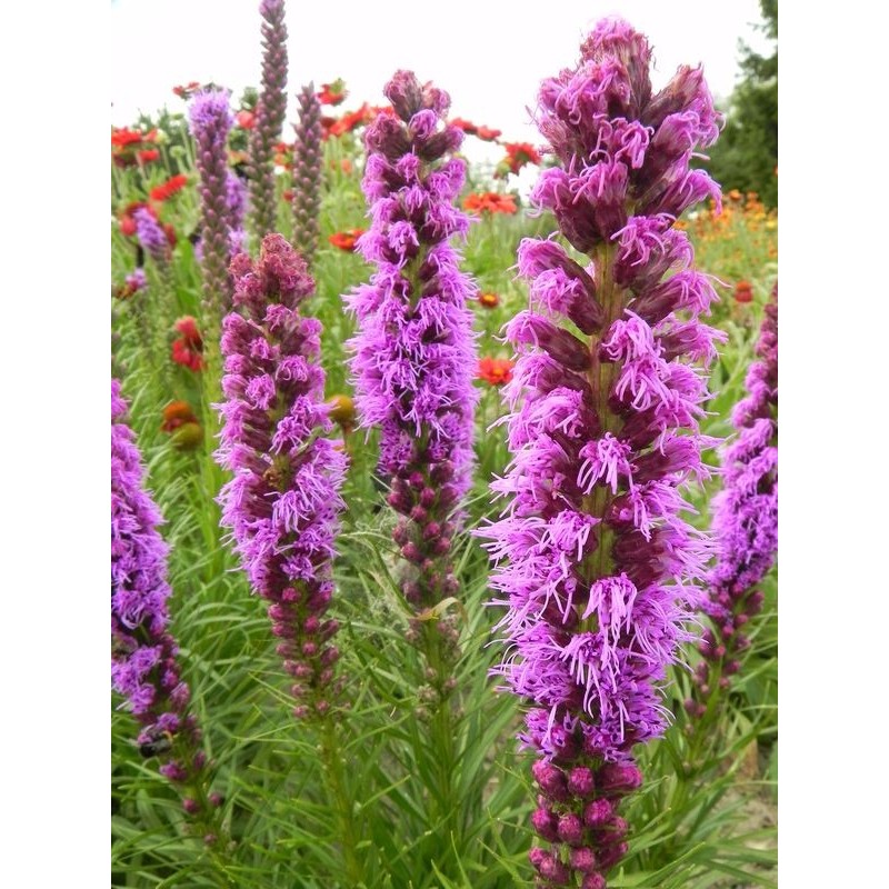 liatra kłosowa (Liatris spicata) Floristan® Violet- Świat bylin - sklep internetowy