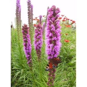 liatra kłosowa (Liatris spicata) Floristan® Violet- Świat bylin - sklep internetowy