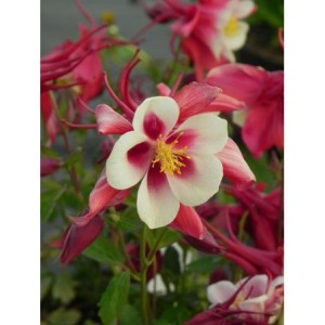 orlik błękitny (Aquilegia caerulea) Earlybird Red White- Świat bylin - sklep internetowy