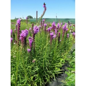liatra kłosowa (Liatris spicata) Floristan® Violet- Świat bylin - sklep internetowy