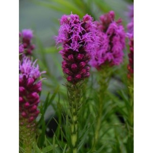 liatra kłosowa (Liatris spicata) Kobold Strain- Świat bylin - sklep internetowy