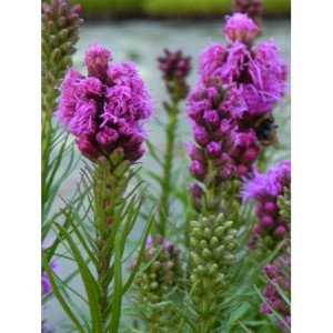 liatra kłosowa (Liatris spicata) Kobold Strain- Świat bylin - sklep internetowy