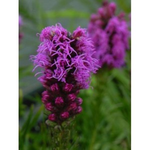 liatra kłosowa (Liatris spicata) Kobold Strain- Świat bylin - sklep internetowy