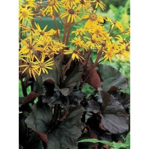języczka pomarańczowa (Ligularia dentata) Midnight Lady- Świat bylin - sklep internetowy