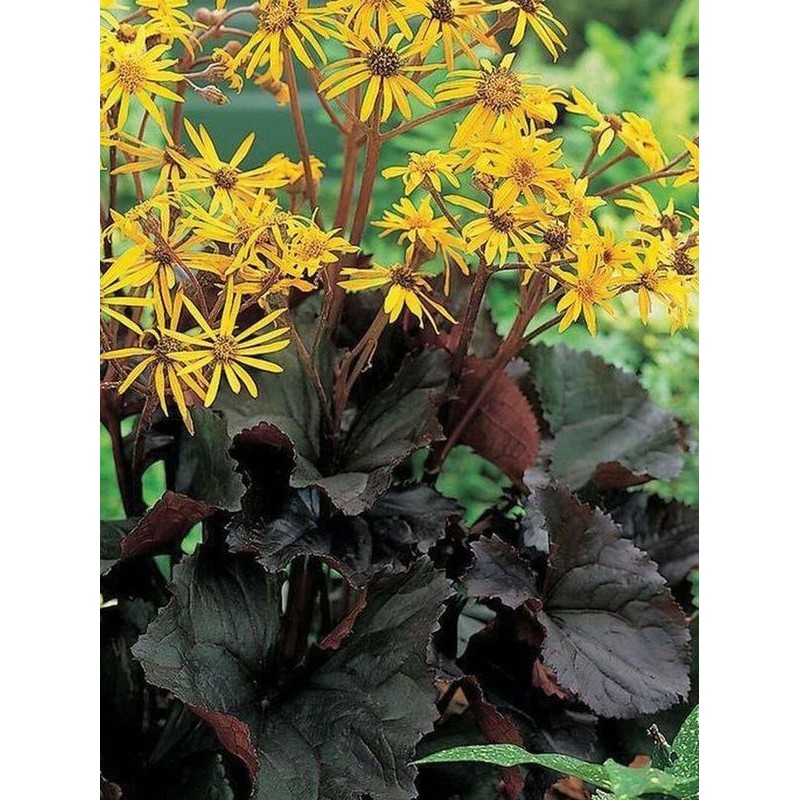 języczka pomarańczowa (Ligularia dentata) Midnight Lady- Świat bylin - sklep internetowy