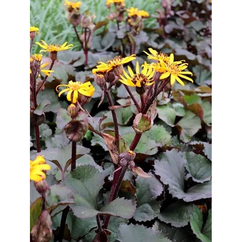 języczka pomarańczowa (Ligularia dentata) Othello- Świat bylin - sklep internetowy