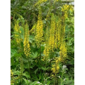 języczka Przewalskiego (Ligularia przewalskii) - Świat bylin - sklep internetowy