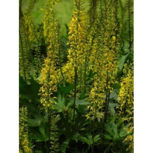 języczka Przewalskiego (Ligularia przewalskii) - Świat bylin - sklep internetowy