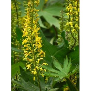 języczka Przewalskiego (Ligularia przewalskii) - Świat bylin - sklep internetowy