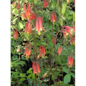 orlik kanadyjski (Aquilegia canadensis) - Świat bylin - sklep internetowy
