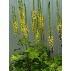 języczka wąskogłówkowa (Ligularia stenocephala) - Świat bylin - sklep internetowy