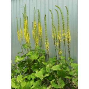 języczka wąskogłówkowa (Ligularia stenocephala) - Świat bylin - sklep internetowy