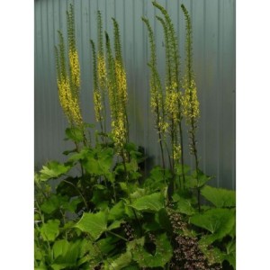 języczka wąskogłówkowa (Ligularia stenocephala) - Świat bylin - sklep internetowy