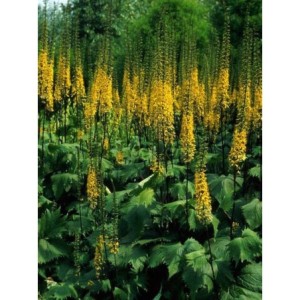 języczka wąskogłówkowa (Ligularia stenocephala) The Rocket- Świat bylin - sklep internetowy