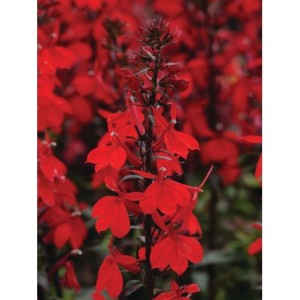 lobelia okazała (Lobelia speciosa) Starship™ F1 Burgundy- Świat bylin - sklep internetowy