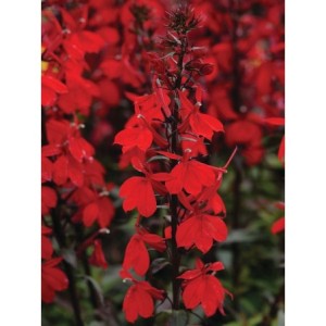 lobelia okazała (Lobelia speciosa) Starship™ F1 Scarlet Bronze Leaved- Świat bylin - sklep internetowy