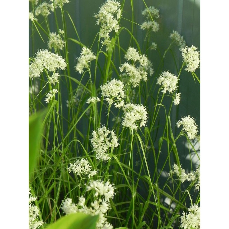 kosmatka śnieżna (Luzula nivea) Lucius- Świat bylin - sklep internetowy