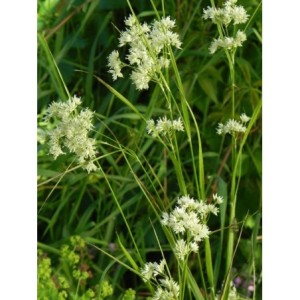 kosmatka śnieżna (Luzula nivea) Lucius- Świat bylin - sklep internetowy