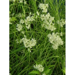 kosmatka śnieżna (Luzula nivea) Lucius- Świat bylin - sklep internetowy