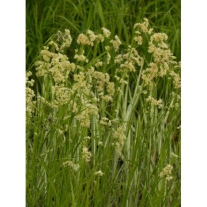 kosmatka śnieżna (Luzula nivea) Lucius- Świat bylin - sklep internetowy