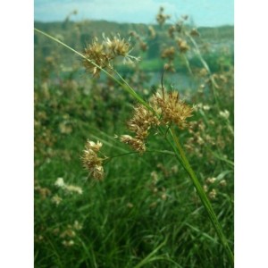 kosmatka śnieżna (Luzula nivea) Lucius- Świat bylin - sklep internetowy