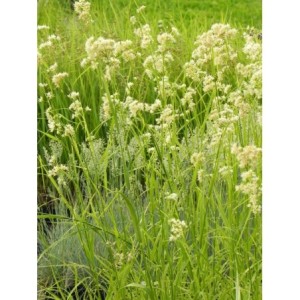 kosmatka śnieżna (Luzula nivea) Lucius- Świat bylin - sklep internetowy