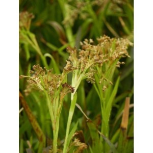 kosmatka olbrzymia (Luzula sylvatica) Starmaker- Świat bylin - sklep internetowy
