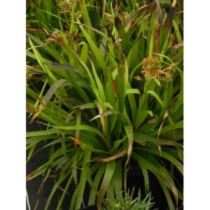 kosmatka olbrzymia (Luzula sylvatica) Starmaker- Świat bylin - sklep internetowy