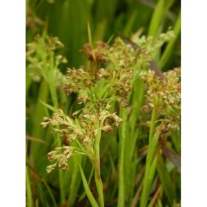 kosmatka olbrzymia (Luzula sylvatica) Starmaker- Świat bylin - sklep internetowy
