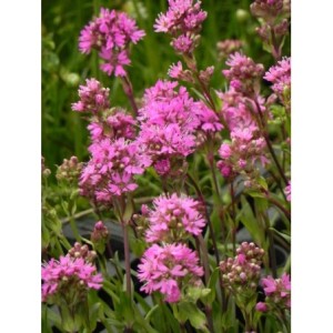 firletka alpejska (Lychnis alpina) Magenta- Świat bylin - sklep internetowy