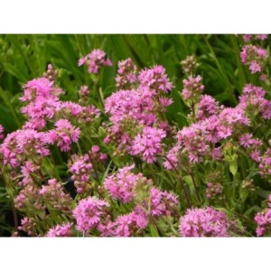 firletka alpejska (Lychnis alpina) Magenta- Świat bylin - sklep internetowy