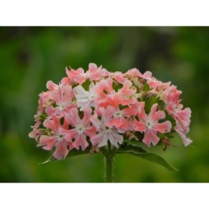 firletka chalcedońska (Lychnis chalcedonica) Carnea- Świat bylin - sklep internetowy