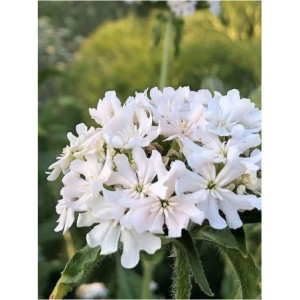 firletka chalcedońska (Lychnis chalcedonica) Rauhreif- Świat bylin - sklep internetowy