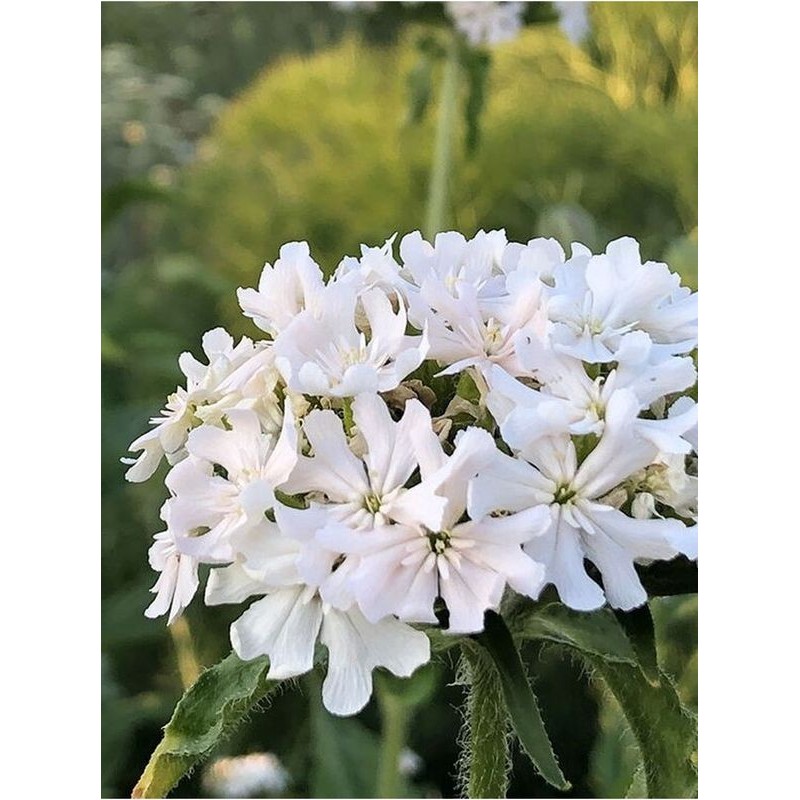 firletka chalcedońska (Lychnis chalcedonica) Rauhreif- Świat bylin - sklep internetowy