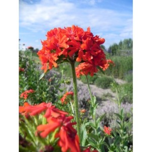 firletka chalcedońska (Lychnis chalcedonica) Red- Świat bylin - sklep internetowy