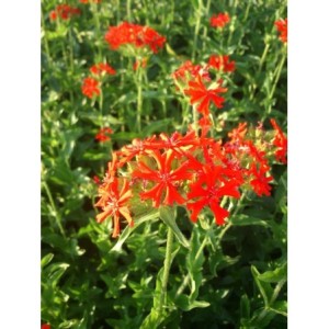 firletka chalcedońska (Lychnis chalcedonica) Red- Świat bylin - sklep internetowy