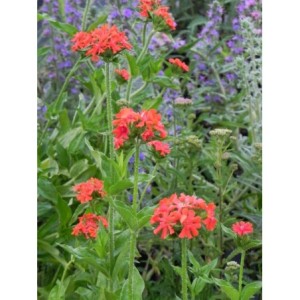 firletka chalcedońska (Lychnis chalcedonica) Red- Świat bylin - sklep internetowy