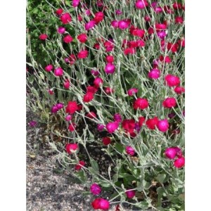 firletka kwiecista (Lychnis coronaria) Atrosanguinea- Świat bylin - sklep internetowy
