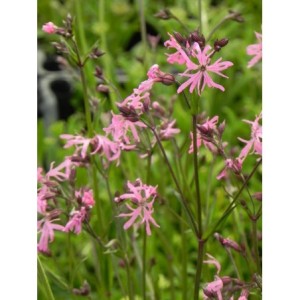 firletka poszarpana (Lychnis flos-cuculi) - Świat bylin - sklep internetowy